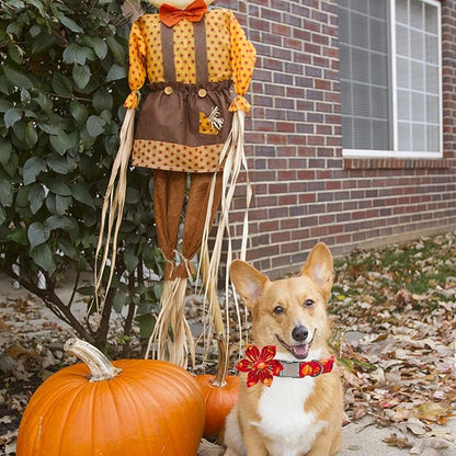 Elegant little tail Dog Collar with Flower