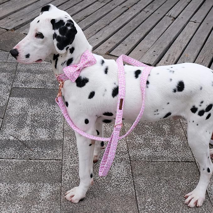 Summer Dog Leash Match Summer Dog Collar