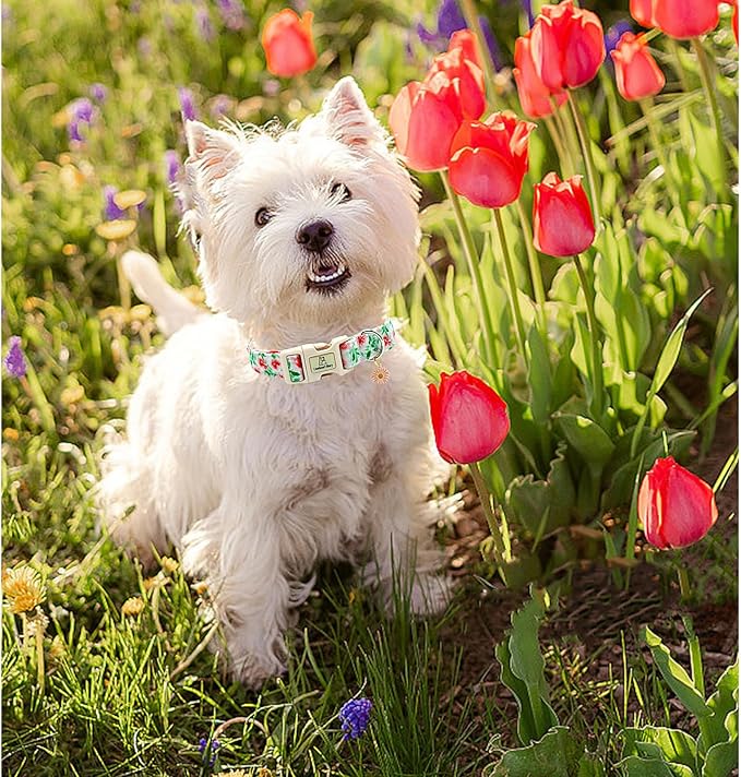 Lionheart glory Dog Collar Pink Flower Dogs Collar