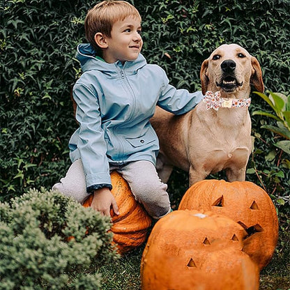 Elegant little tail Halloween Dog Collar