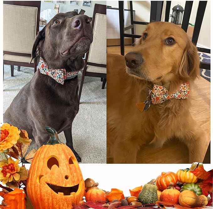 Unique Style Paws Dog Collar with Bow