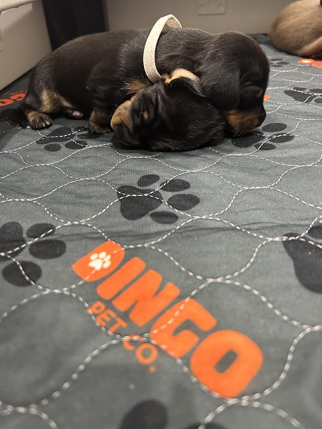 Dingo Pet Co. Washable Pee/Whelping Pad for Dogs 48" x 48" 2