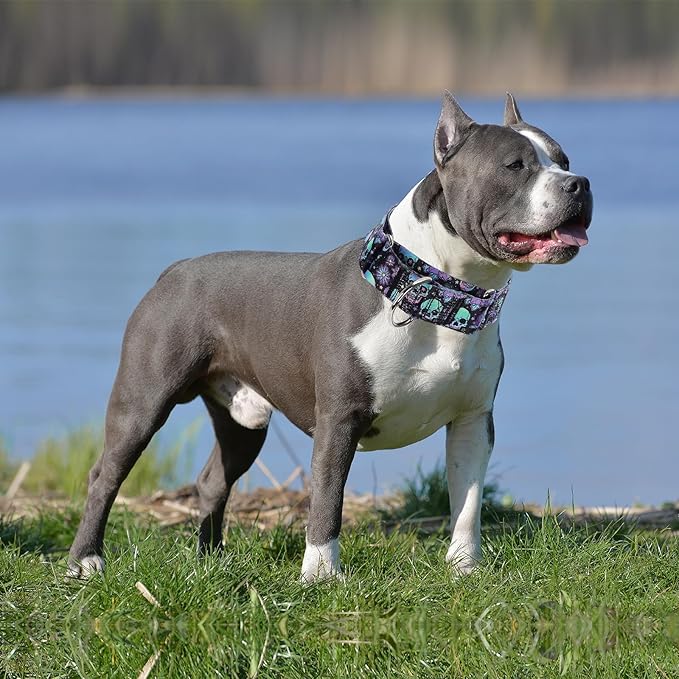 Martingale Collar 1.5 Inches Wide Dog Collar