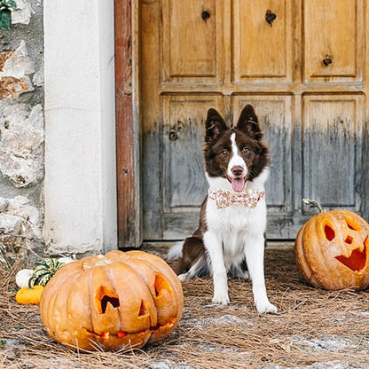 Elegant little tail Fall Dog Collar