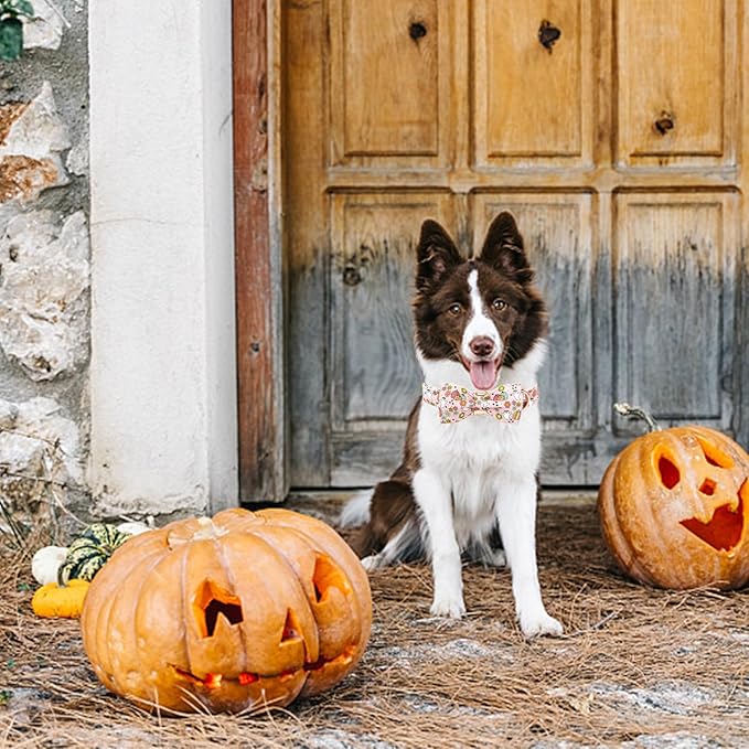 Elegant little tail Fall Dog Collar