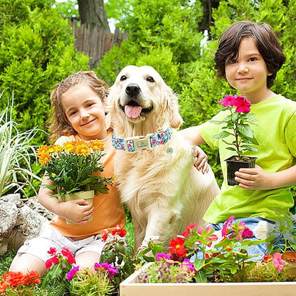 Lionheart glory Dog Collar Flowers Print Dogs Collar