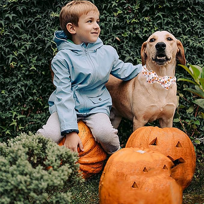 Elegant little tail Fall Dog Collar