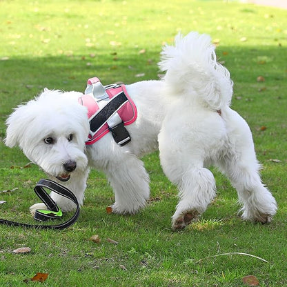 Bolux Dog Harness 1))
