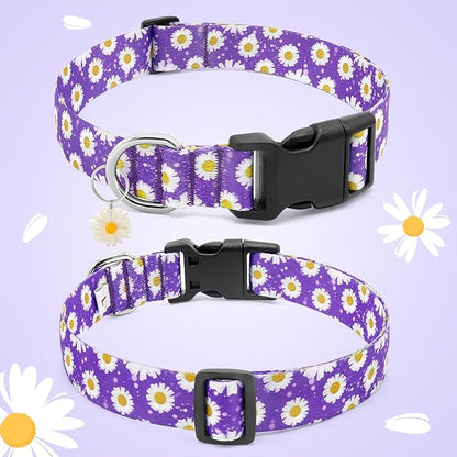 BiPawTi Purple Dog Collars