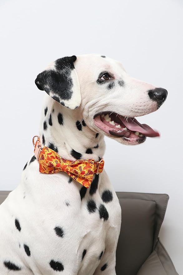 Lionet Paws Dog Collar with Bowtie 7-11in