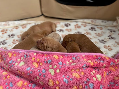 Pet Blankets The Value Pack: 3 Cozy Blankets for All Indoor Pets