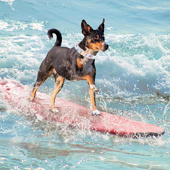 Lionheart glory Dog Collar