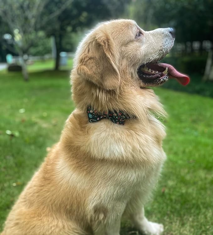 Christmas Day Dog Collar with Bow Red Green