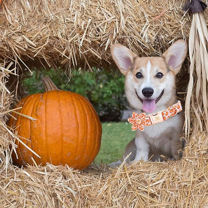 Elegant little tail Halloween Dog Collar