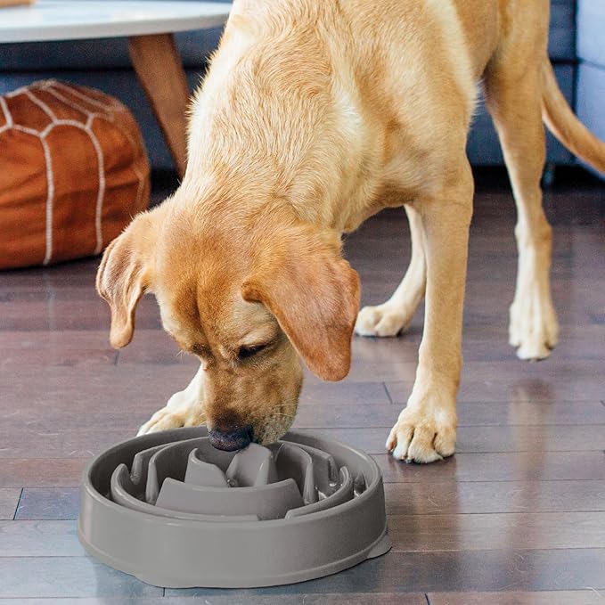 Outward Hound Fun Feeder Slo Bowl, Slow Feeder Dog Bowl, Large, Turquoise