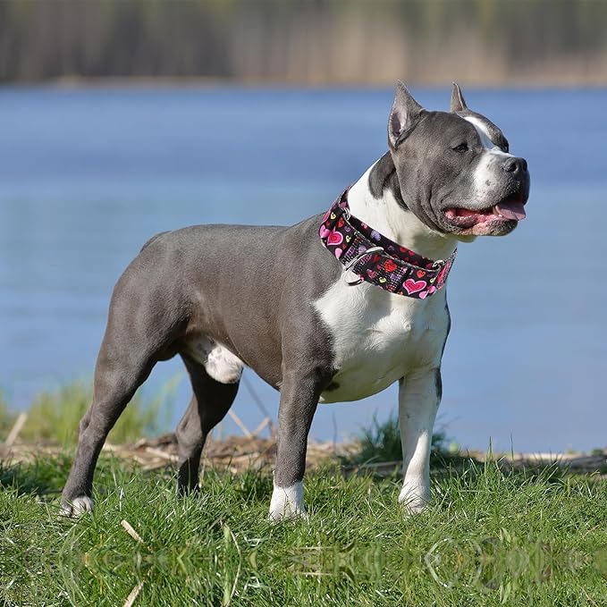 1.5 Inches Wide Martingale Dog Collar