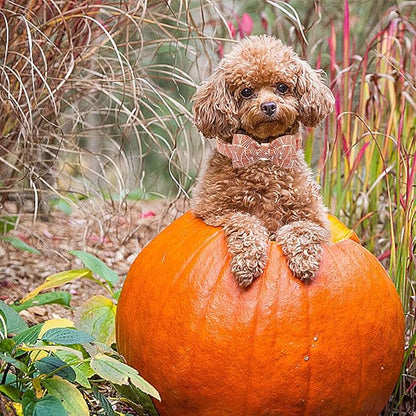 Elegant little tail Fall Dog Collar