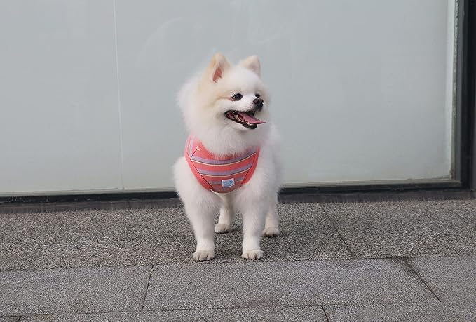 Striped Teacup Pet Dog T-Shirts 100% Cotton 3X-Small