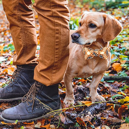 Lionheart glory Dog Collar Fall Dog Collars