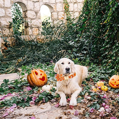 Elegant little tail Halloween Dog Collar