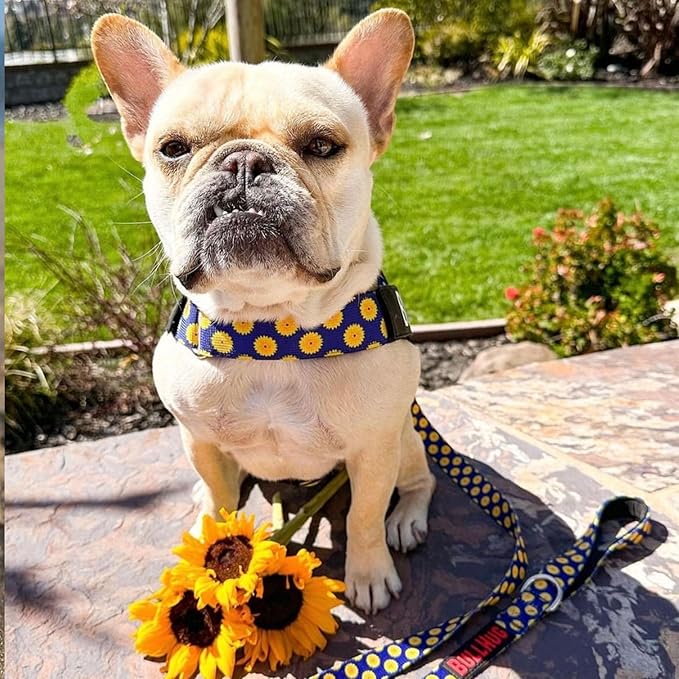 BULLHUG Harness – Made for Larger Chested Dogs Like English Bulldogs