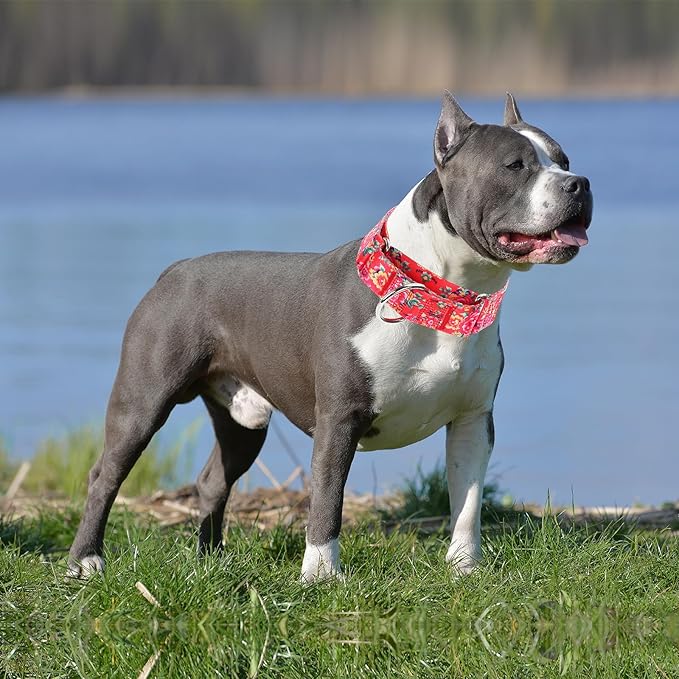 Martingale Collar 1.5 Inches Wide Dog Collar