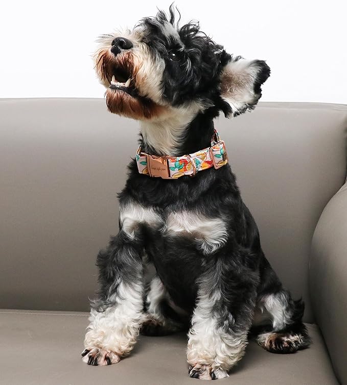 Unique style paws Dog Collar Metal Buckle Collar