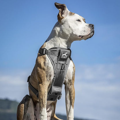 Kurgo Tru-Fit Smart Harness, Dog Harness, Pet Walking Harness, Quick Release Buckles, Front D-Ring for No Pull Training, includes Dog Seat Belt Tether (Grey, X-Large)