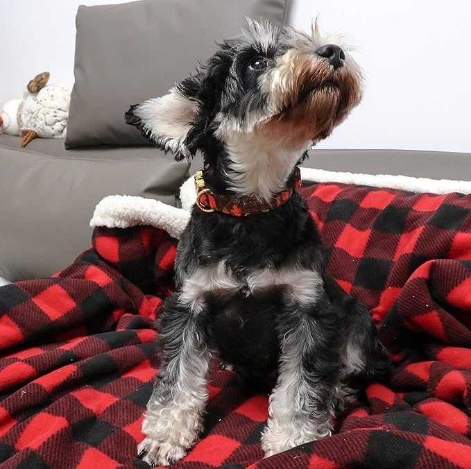 Unique style paws Dog Collar Metal Buckle Collar