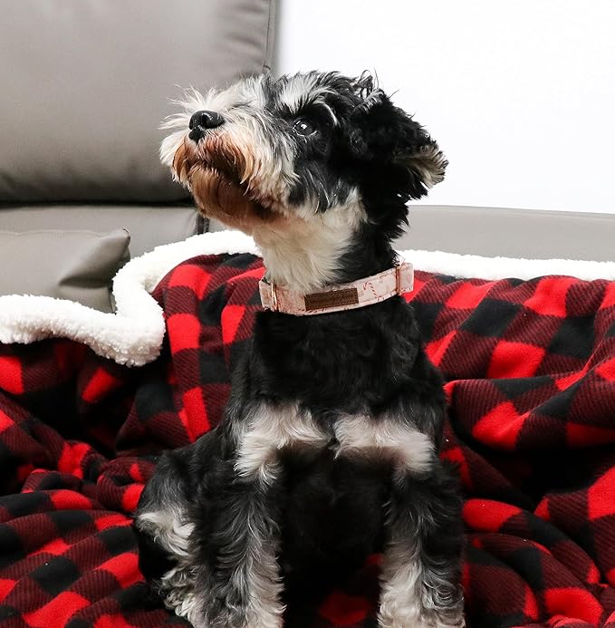 Unique style paws Dog Collar Metal Buckle Collar