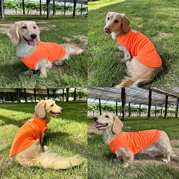 Dachshund Clothes for Dogs Mini and Adults Neon T Shirts (L