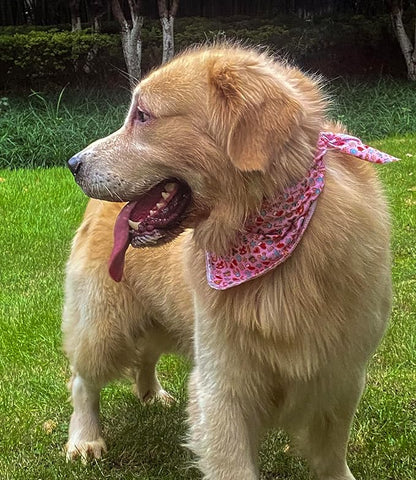 Christmas Day Dog Bandana Red Green Plaid Cotton