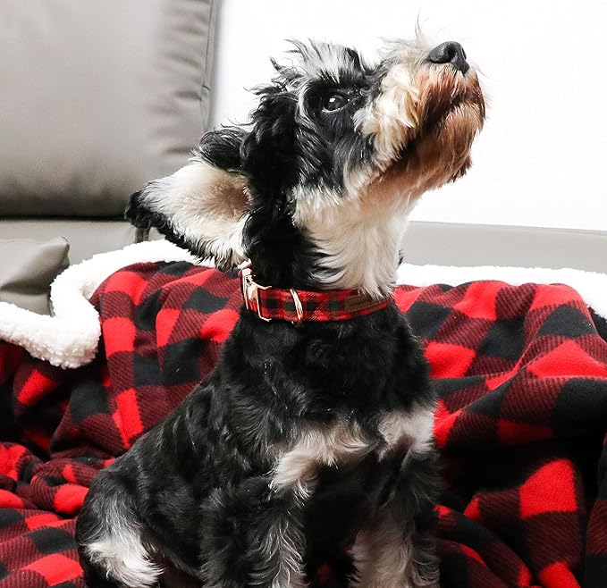 Unique style paws Dog Collar Metal Buckle Collar