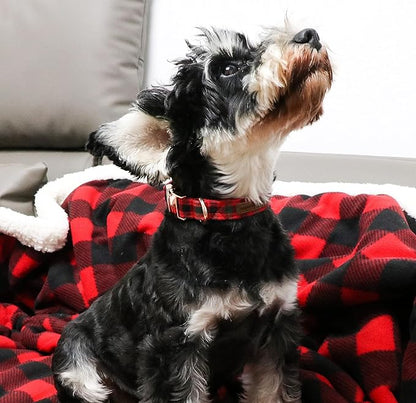 Unique style paws Dog Collar Metal Buckle Collar