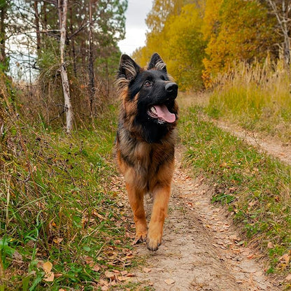 Dog Paw Trail Wax 2oz