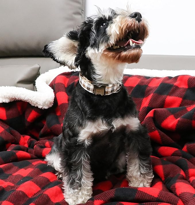 Unique style paws Dog Collar Metal Buckle Collar