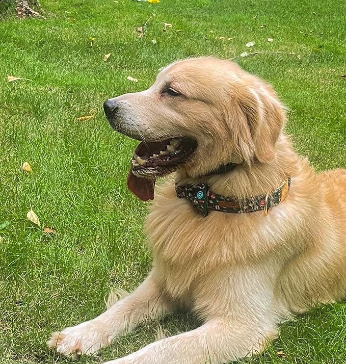 Christmas Day Dog Collar with Bow Red Green