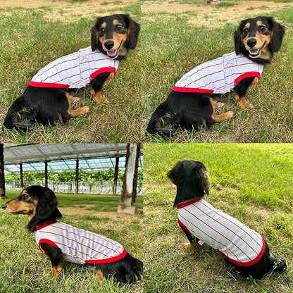 Dachshund Clothes for Dogs Baseball Mini and Adults T Shirts (M