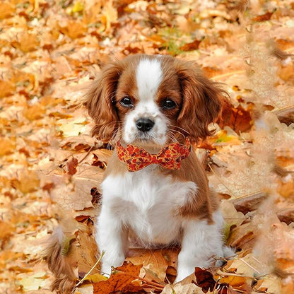 Lionet Paws Dog Collar with Bowtie 16-26in