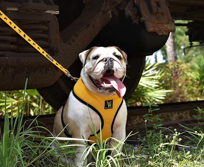 EcoBark Dog Leash - 4 FT / 5 FT / 6 FT Reflective Dog Leash- Eco-Bright Dog Leashes with Padded Handle - Strong Heavy Duty Dog Leash - Nylon Dog Leash for Medium and Large Dogs (Yellow Dog Leash)