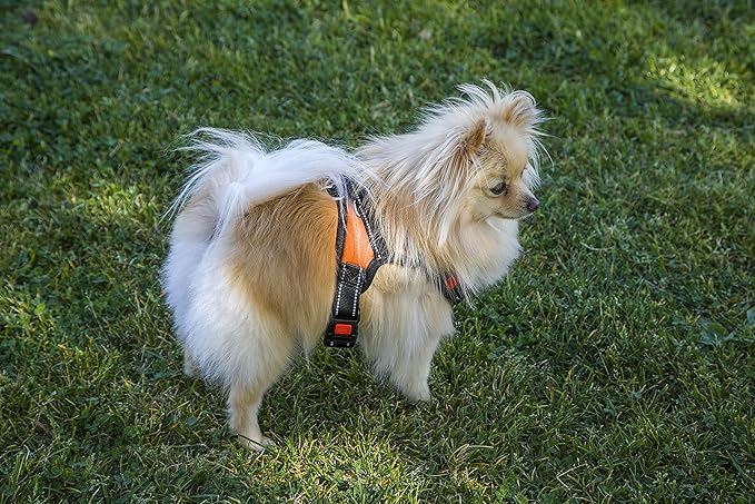 Dog Car Seat Harness