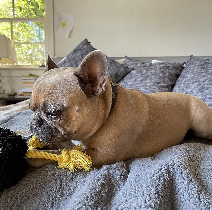 rocket & rex Large Waterproof Dog Blankets for Dogs