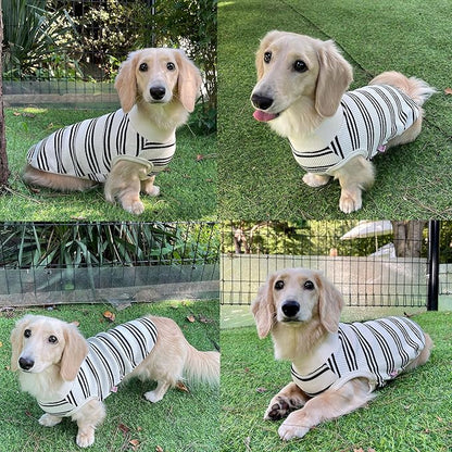 Dachshund Clothes for Dogs Mini and Adults T Shirts (L