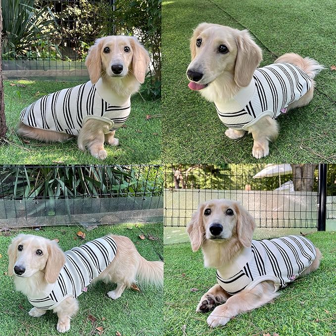 Dachshund Clothes for Dogs Mini and Adults T Shirts (S