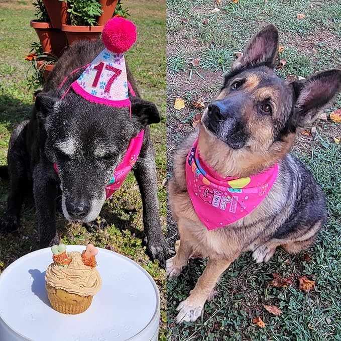 Dog Birthday Party Supplies