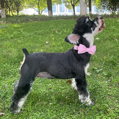Summer Dog Collar with Bow Tie 8-12in