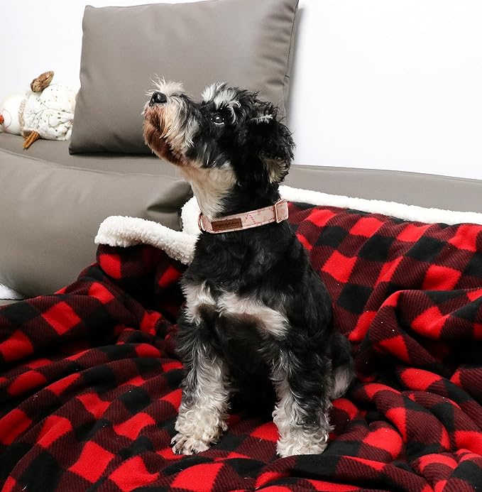 Unique style paws Dog Collar Metal Buckle Collar