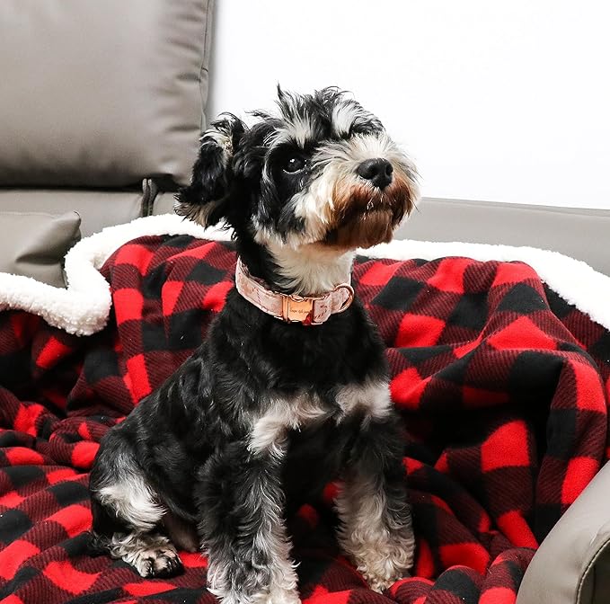 Unique style paws Dog Collar Metal Buckle Collar