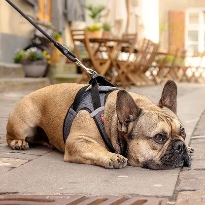 Vest Harness Merino curli Clasp Black L