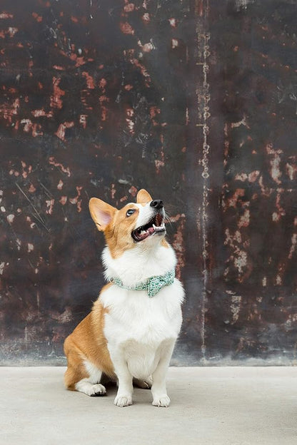 Unique Style Paws Dog Collar with Bow